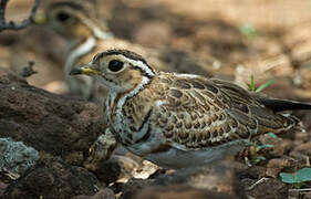 Three-banded Courser