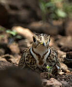 Three-banded Courser