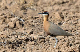 Indian Courser