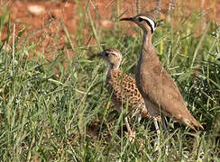 Courvite de Somalie