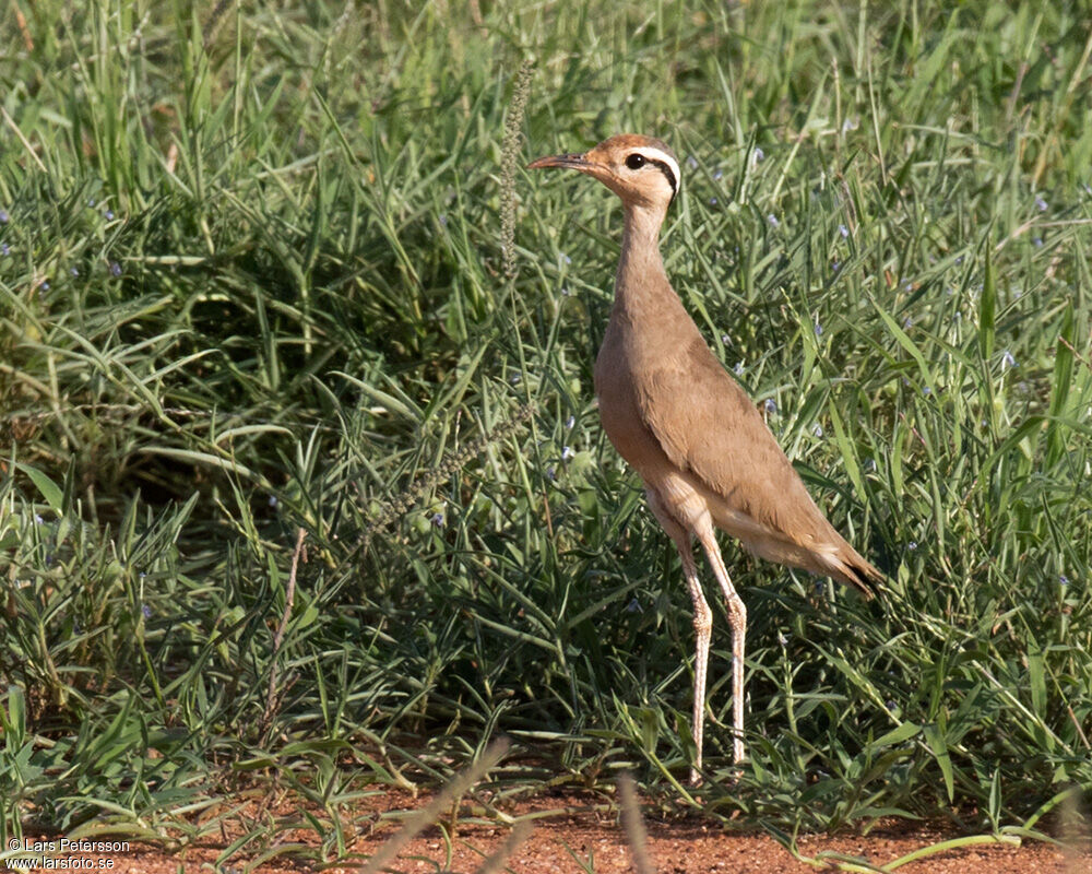 Somali Courser