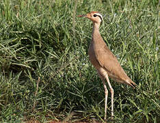 Somali Courser