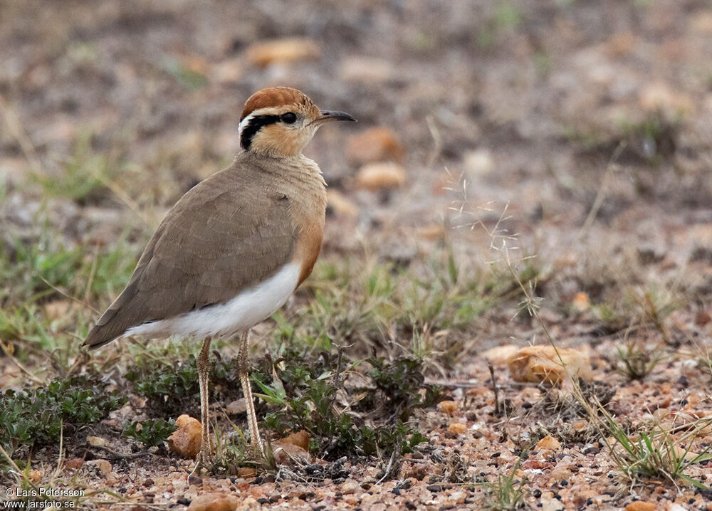 Temminck's Courser