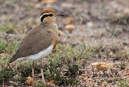 Temminck's Courser