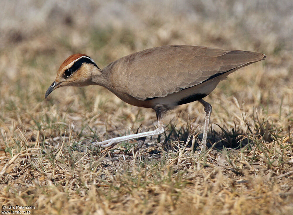 Courvite de Temminck