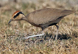 Temminck's Courser