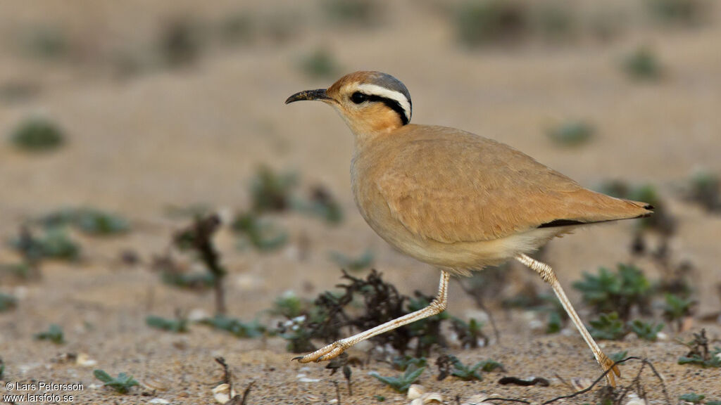 Cream-colored Courser