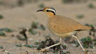 Cream-colored Courser