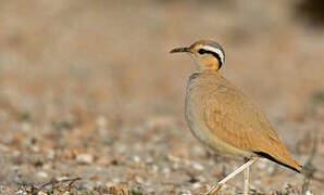 Cream-colored Courser