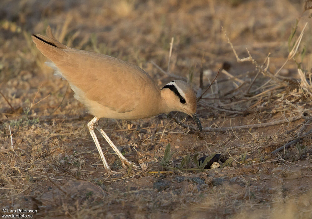 Cream-colored Courser