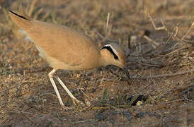 Cream-colored Courser