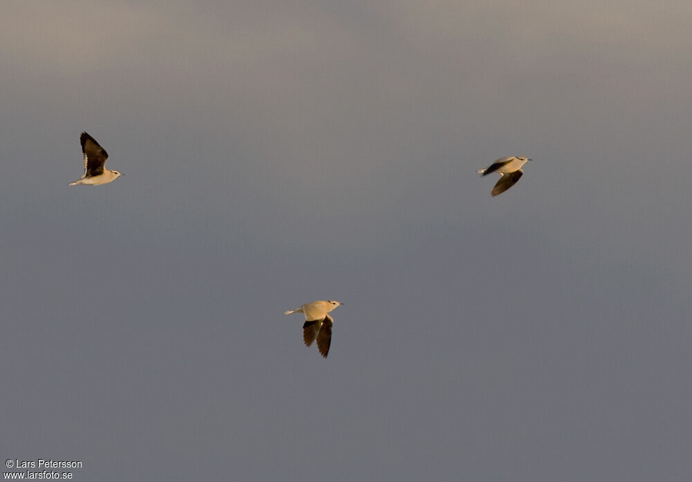 Cream-colored Courser