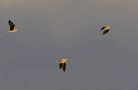 Cream-colored Courser