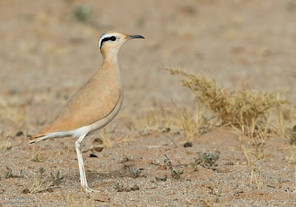 Cream-colored Courser