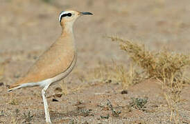 Cream-colored Courser