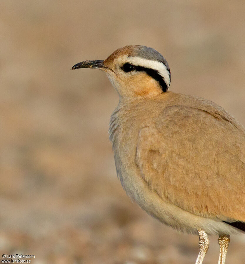 Cream-colored Courser