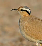 Cream-colored Courser