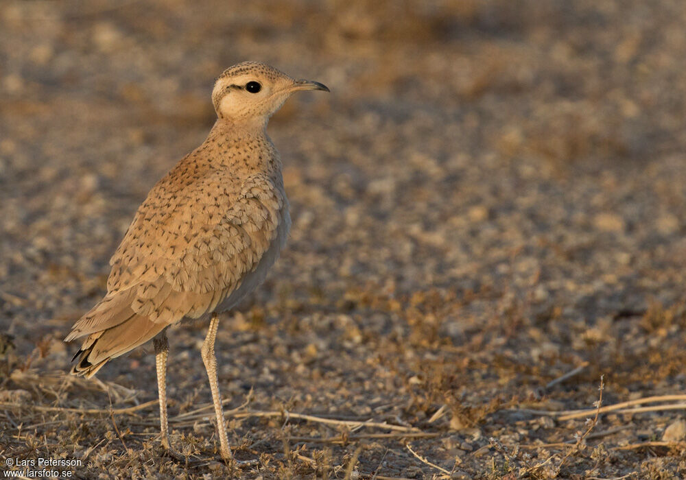 Cream-colored Courser