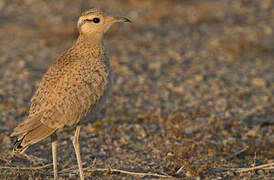 Cream-colored Courser