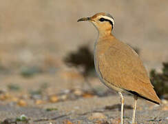 Cream-colored Courser