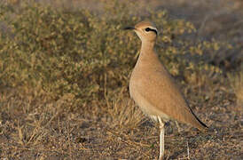 Cream-colored Courser