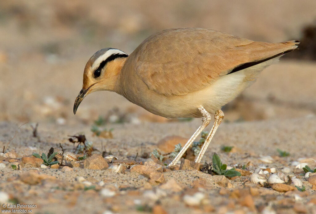 Cream-colored Courser