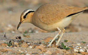 Cream-colored Courser