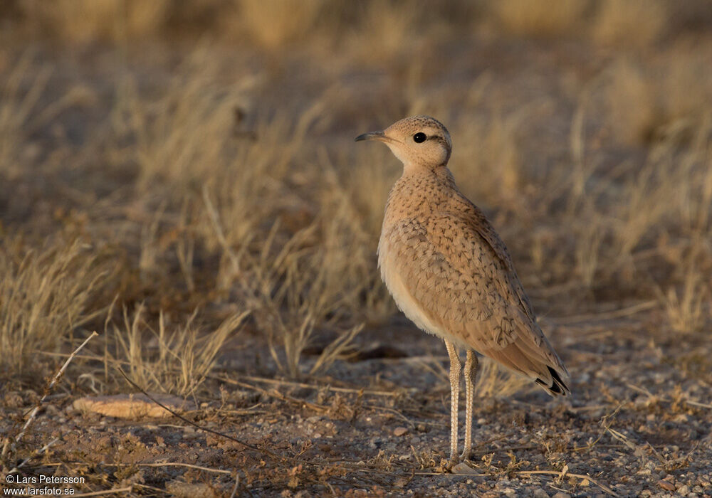 Cream-colored Courser