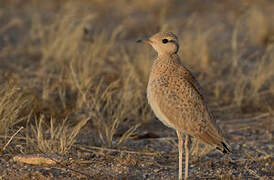 Cream-colored Courser