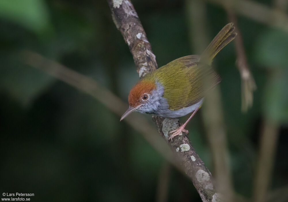 Dark-necked Tailorbird