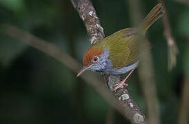 Dark-necked Tailorbird