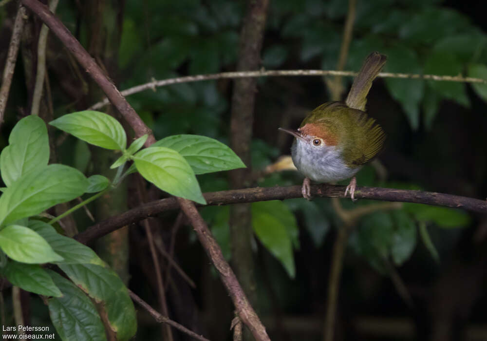 Dark-necked Tailorbird female adult, close-up portrait