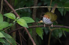 Dark-necked Tailorbird