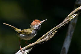 Dark-necked Tailorbird