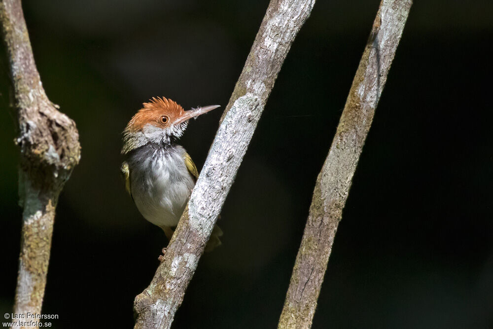 Dark-necked Tailorbird