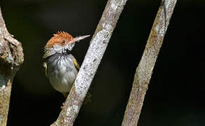 Dark-necked Tailorbird