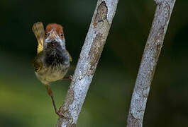 Dark-necked Tailorbird