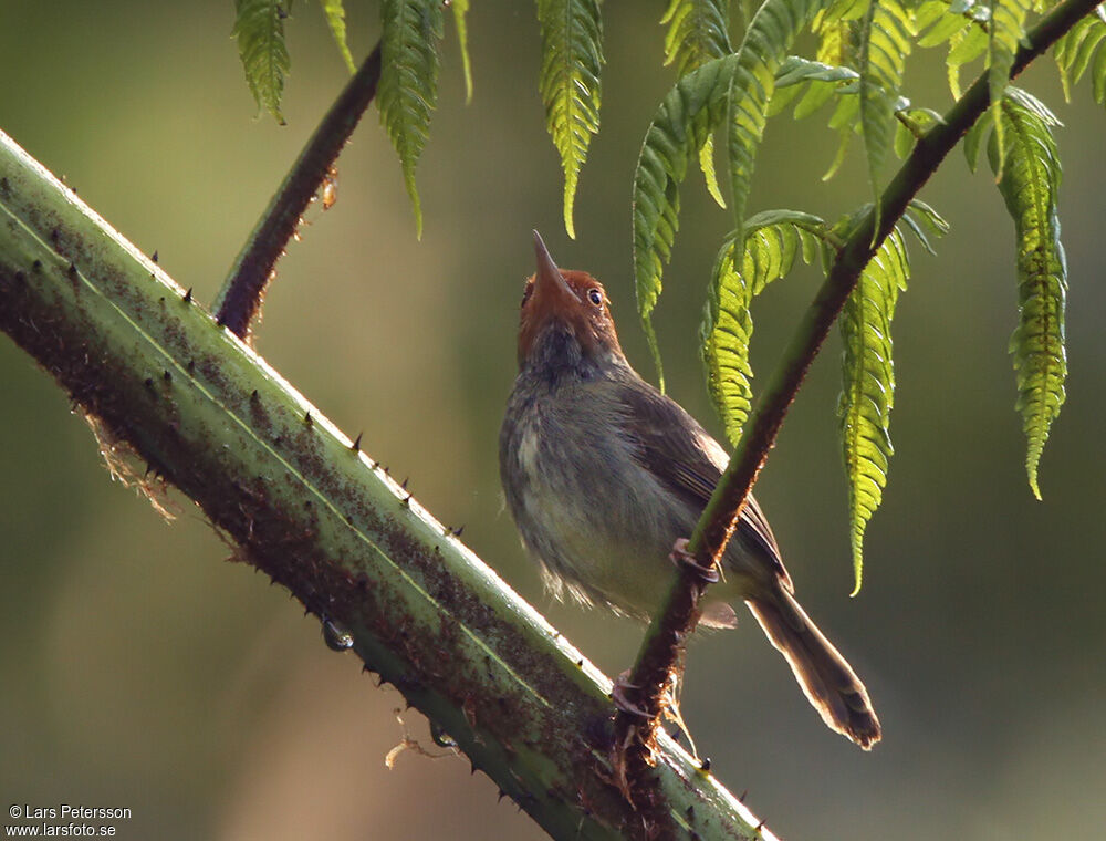 Olive-backed Tailorbird