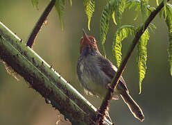 Olive-backed Tailorbird