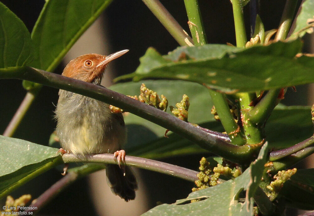 Couturière à dos vert