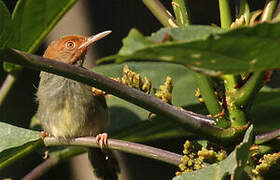 Olive-backed Tailorbird