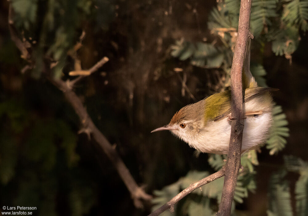 Common Tailorbird