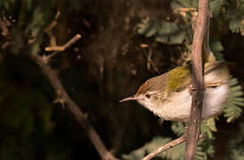 Common Tailorbird