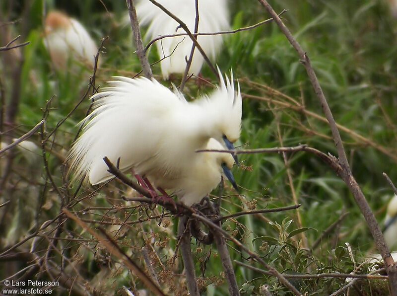 Malagasy Pond Heron