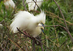 Malagasy Pond Heron