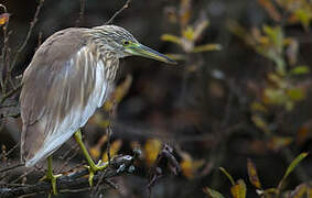 Squacco Heron