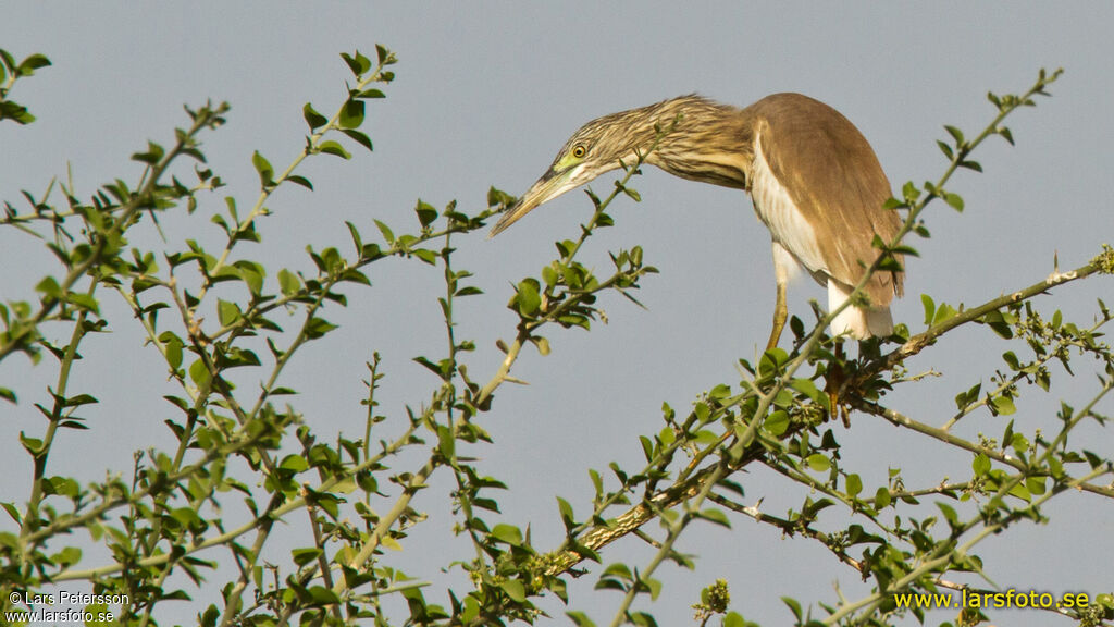 Squacco Heron