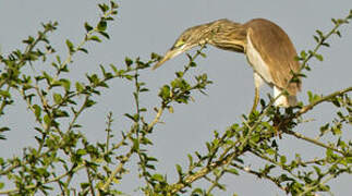 Squacco Heron