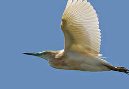 Squacco Heron