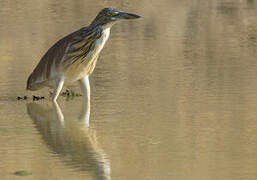 Squacco Heron